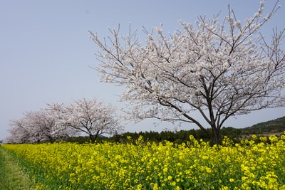 黄花田上的无叶树